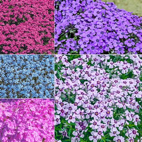 Carpet Phlox Colors - Carpet Vidalondon