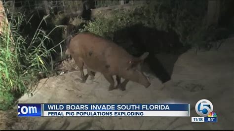 Wild boars invade South Florida - YouTube