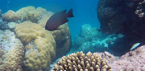 ‘Antisocial’ damselfish are scaring off cleaner fish customers – and ...