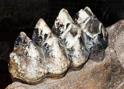 Mastodon Jaw Fossil Photograph by Millard H. Sharp