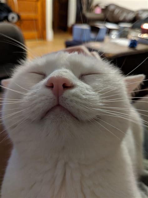 Smiles : r/cats