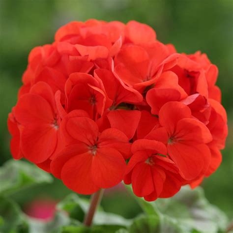 Geranium Horizon Scarlet | Tray of 40 Plug Plants