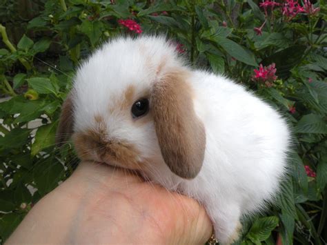 Baby Lop Bunny! Sweet! | Cute baby bunnies, Cute baby animals, Baby ...