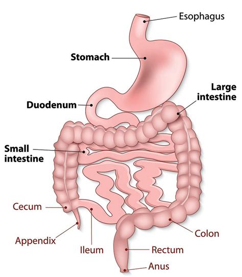 Large Intestine Diagram - General Wiring Diagram