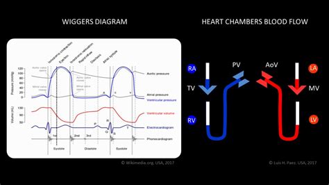 Wiggers Paez Animated Cardiac diagram - YouTube