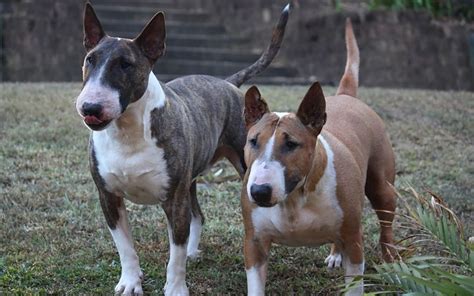 39 of the Best Bull Terrier Mixes: Canines with Character