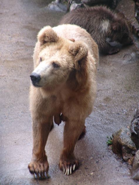 Syrian Brown Bear (Ursus arctos syriacus) | ZooChat