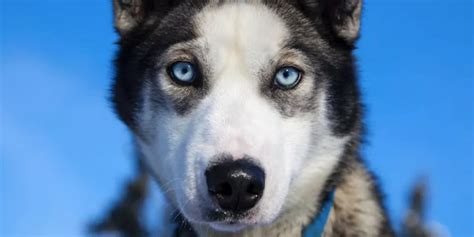 Why Do Siberian Huskies Have Blue Eyes? Study Points to Chromosomes ...