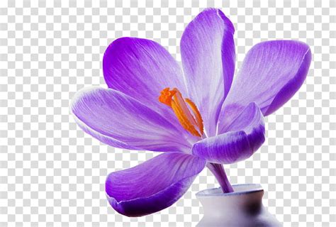 Flower, purple petaled flower in white ceramic vase transparent ...