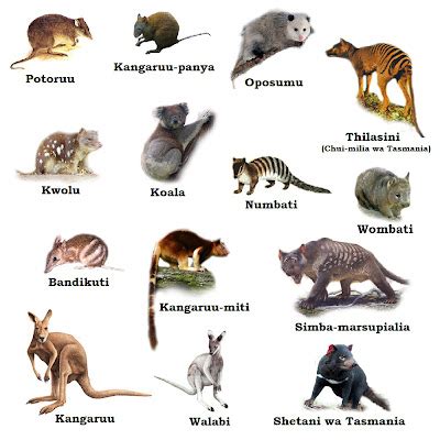 Swahili Land: Marsupialia (Marsupials)