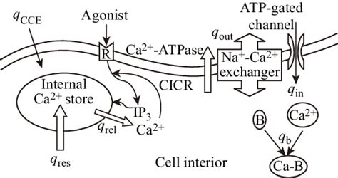 Calcium signaling pathways in vascular endothelial cells | Download Scientific Diagram