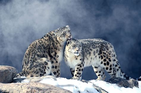 Snow Leopard Photo Tour 2026 - Anette Mossbacher