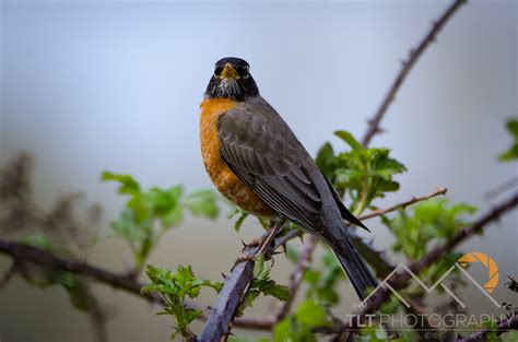 Sandy River Delta Bird Photography – TLT Photography