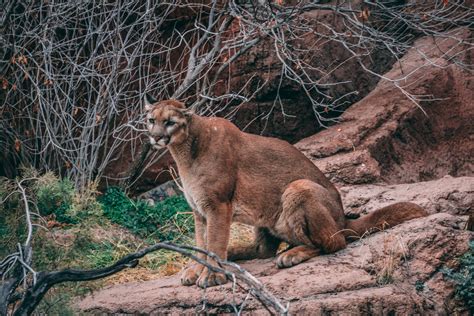 State Wildlife Officials Trap and Kill 5 Mountain Lions in Colorado Neighborhood - SnowBrains