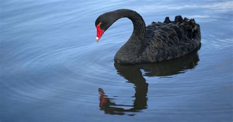 What Are Lessons for Leaders from This Black Swan Crisis? - HBS Working Knowledge