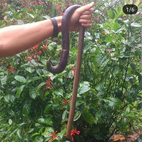 🔥 Giant earthworm found in the amazon : NatureIsFuckingLit