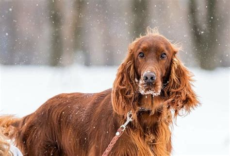 4 Setter Dog Breeds Historically Known For Sporting - The Goody Pet