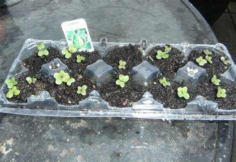 How to Sow, Plant and Grow Cabbage Seeds in the Garden - Dengarden