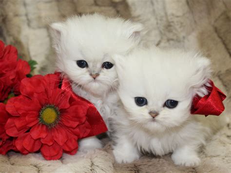 teacup-persian-kittens-for-sale (1) - CatsCreation