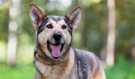 German Shepherd Husky Mix—The Energetic, Friendly, and Loyal Pet Could ...