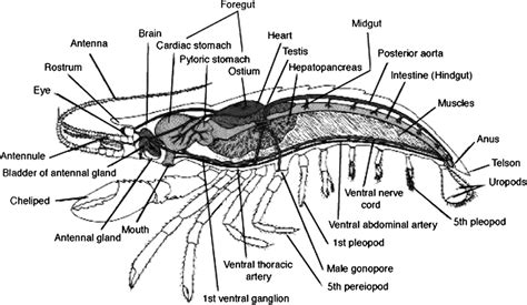 Decapoda Anatomy