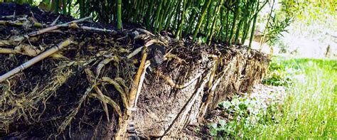 Bamboo Removal: How to Get Rid of Bamboo and Prevent Spread