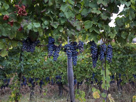 grapes vineyard — Delectable Destinations