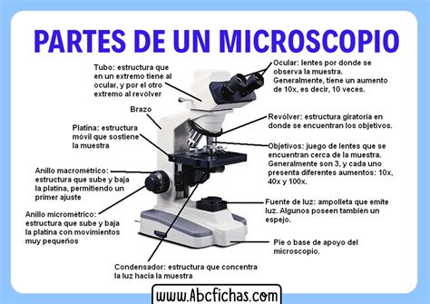 Kenia Radioactiv practicat funciones del microscopio Deoparte cu blândețe Cand