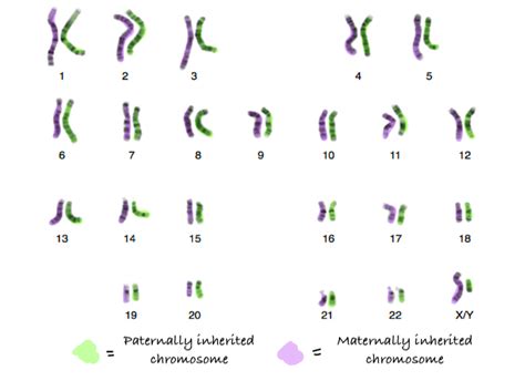 Chromosomes and DNA Packaging | Biology for Majors I