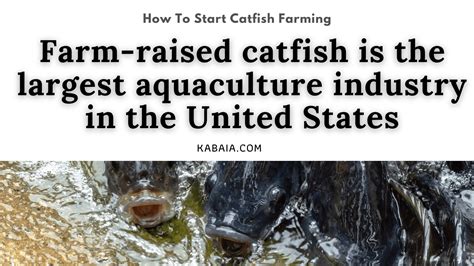 Profitable Catfish Farming -2 Secrets For Success - Kabaia Foods Inc