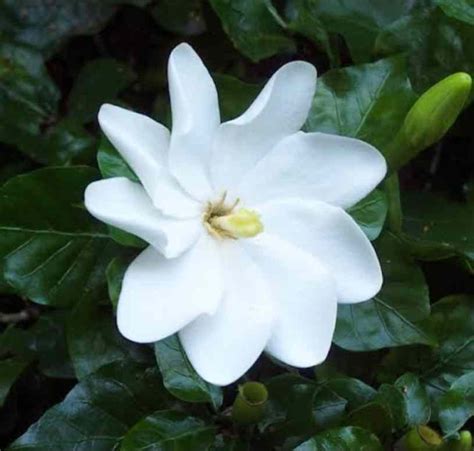 Gardenia thunbergia - Tree Gardenia - The Seed Vine