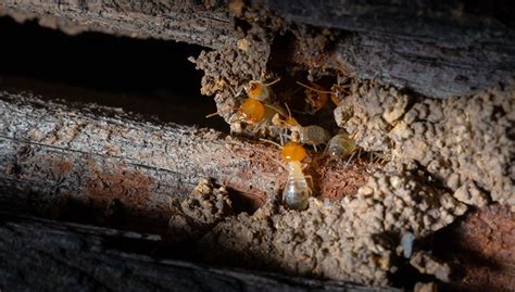 Termite Spot Treatment: Is It Effective?