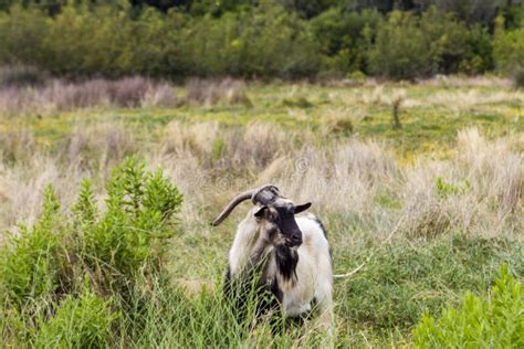 Goat on Korcula Island, Croatia Stock Image - Image of vegetation, country: 100801157