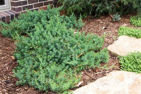 Blue Pacific Juniper - Tree Top Nursery & Landscape Inc.