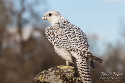 Gyrfalcon | Tony's Takes Photography