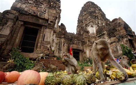 The annual Monkey Buffet Festival at a temple in Thailand - Travel