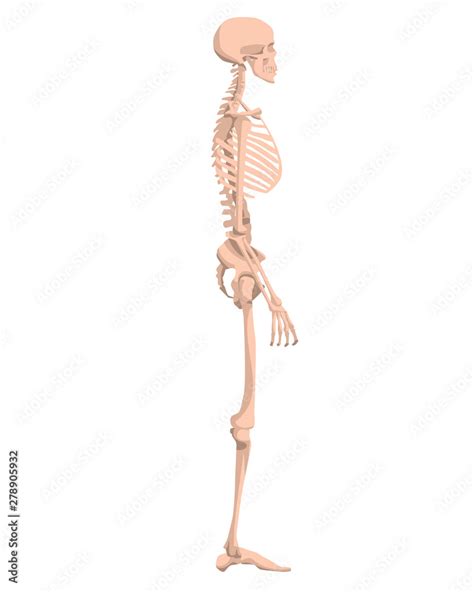 Skeleton Side Profile