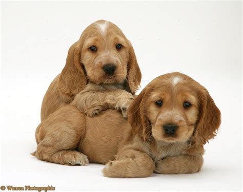 Cute Puppy Dogs: cocker spaniel puppies