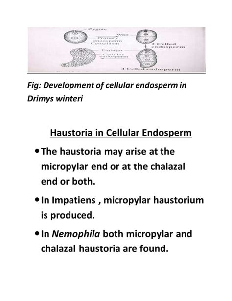 Types of endosperm