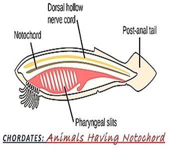 CHORDATES- ORIGIN-CHARACTERISTICS-CLASSIFICATION