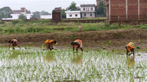 Foodgrain production in Bihar looks positive - Hindustan Times