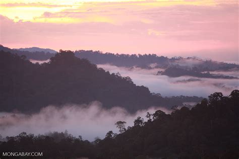 Sunset over the Borneo rainforest -- borneo_4431