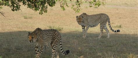 Must-See Wildlife Encounters in Masai Mara - Masai Mara Holidays