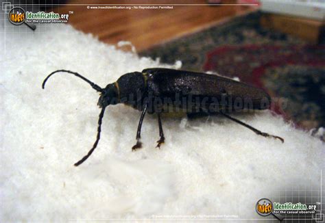 Pine Sawyer Beetle