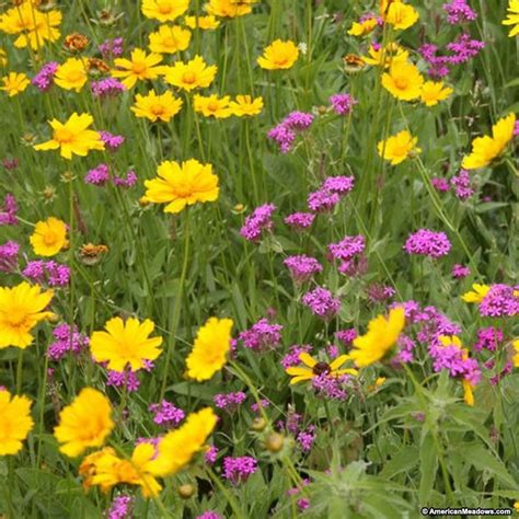 All Perennial Wildflower Seed Mix | American Meadows | Wildflower seeds, Perennials, Wild flowers