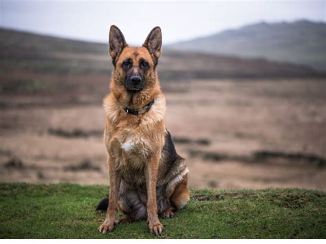 German Shepherd Temperament: Fierce protector and loyal friend