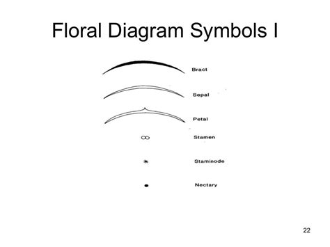 Floral formulas and diagrams