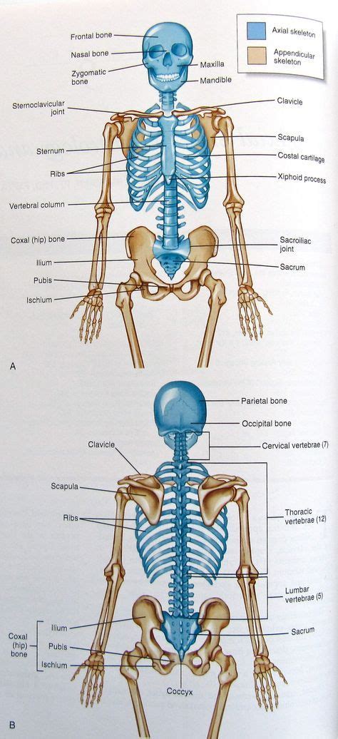 Axial And Appendicular Skeleton Labeling