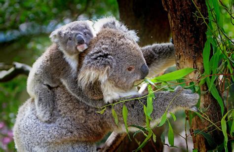 The Future of Koalas Is in Jeopardy • Center for Animal Law Studies • Lewis & Clark