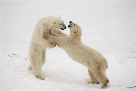 Polar Bears Play Fighting At Churchill Photograph by Tom Soucek